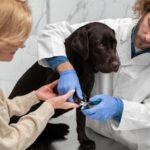 Tick Fever in Dogs