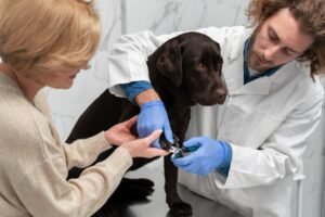 Tick Fever in Dogs