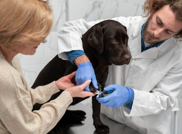 Tick Fever in Dogs